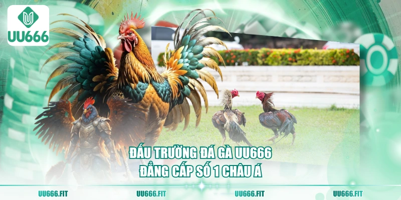 Đấu trường đá gà UU666 đẳng cấp số 1 châu Á